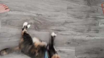 First time in a harness. Cat broken.