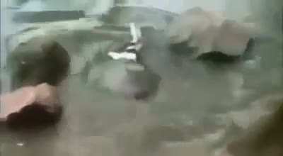 🔥 Turtle caught a bird on land, then returned to the water