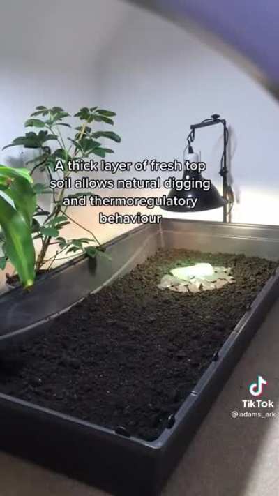 Turtle wakes up from hibernation.