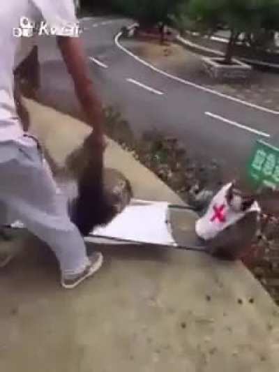 Monkey Paramedics
