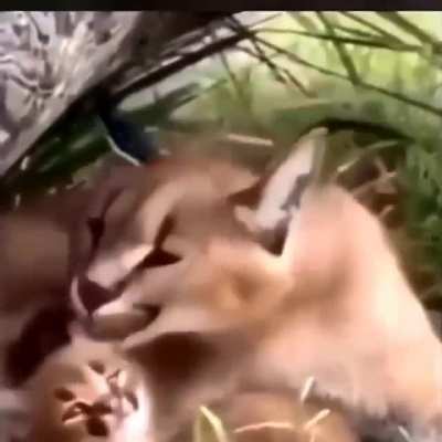 bebe