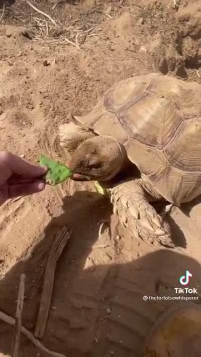 Luring with food always works!