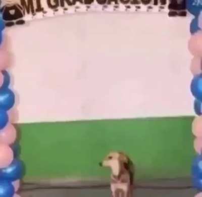 Türkiye de köpek olmak da zor