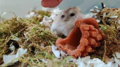 just being a good girl and enjoying some pets 💖🐹