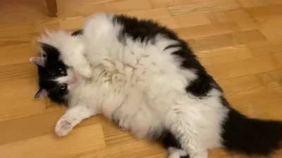 Flooffy floof.
