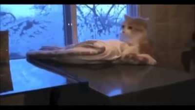 All of his nine lives flashed before his eyes.