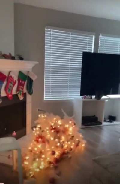 First Picture Of The Tree This Year