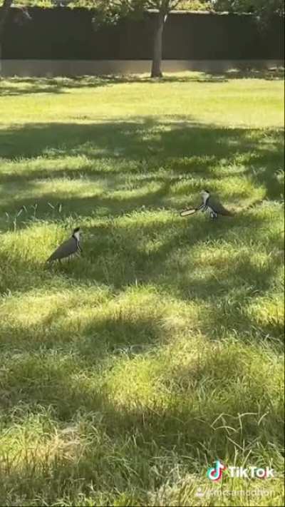 Bird Cricket