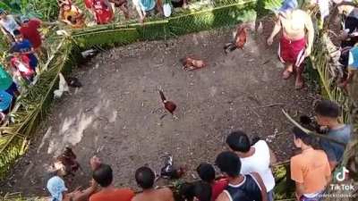 Royal Rumble Cock Fight