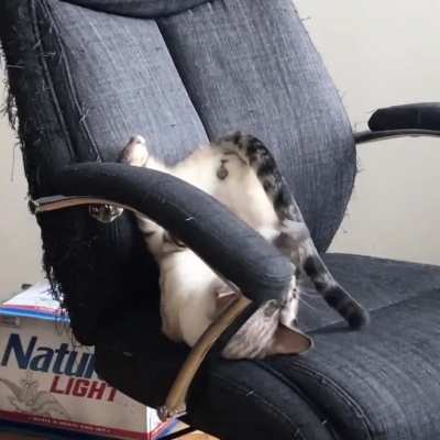 Cat.