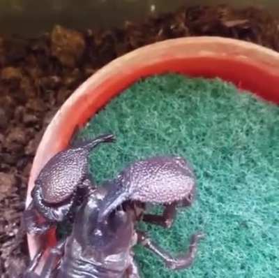 У него еще одни клешни во рту!