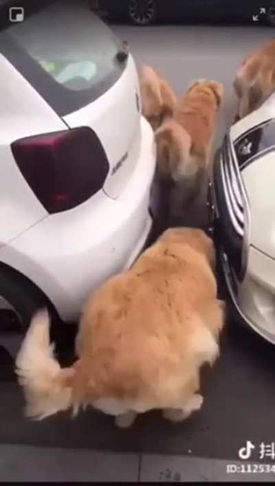 Chonkiest doggo