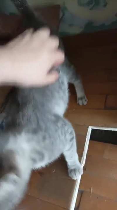 My cat