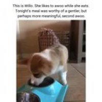 woof_irl