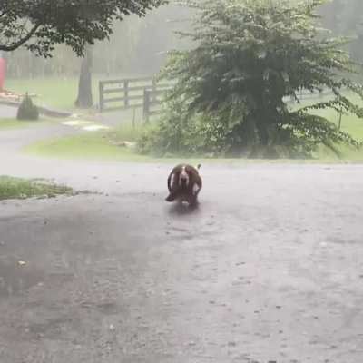 Let’s go for a walk she said…