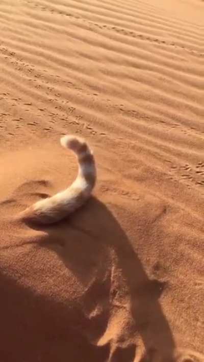 Помните червя из Дюны, так вот это не он..