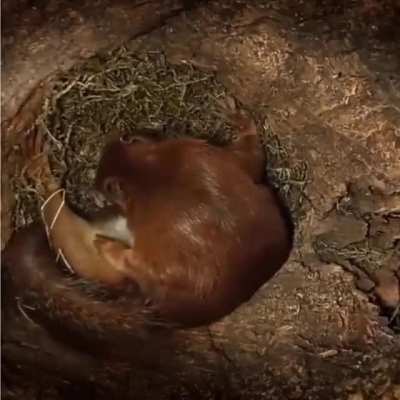 Fantastic photography done inside a squirrel’s nest.