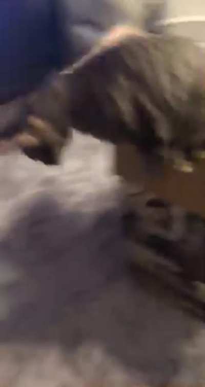 Not really a scream but a slight noise