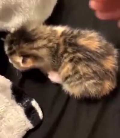 Neymars Cat