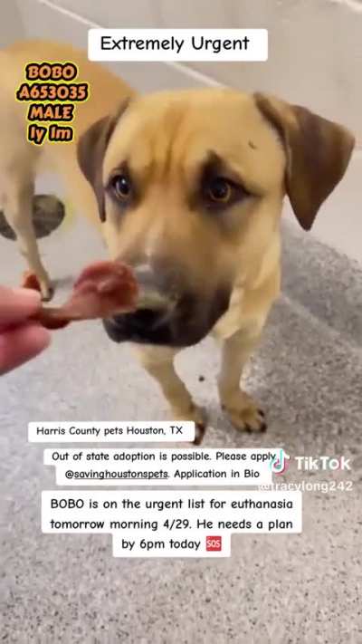 🚨 Bobo (A653035) – Houston, TX – euthanasia risk at any time for space 💔 Needs foster or adopter NOW