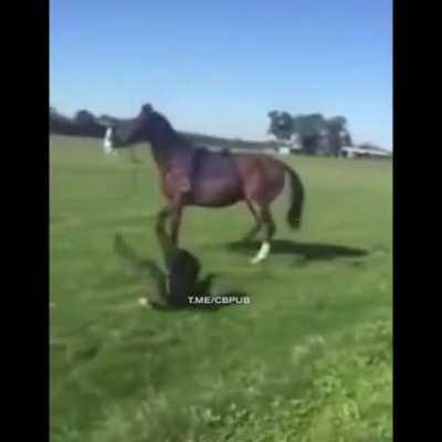 dont fuck with a horse...