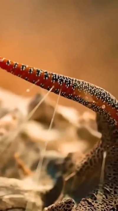 Интересный защитный механизм (Strophurus taenicauda)