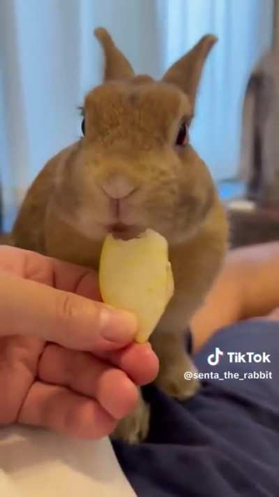 Apple enthusiast