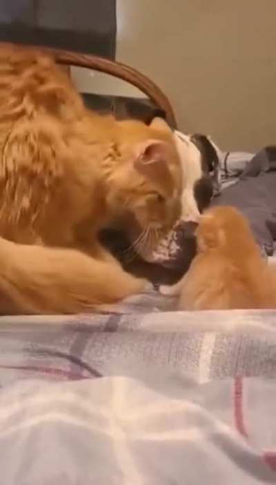Mommy cat introduces new kitten to doggy friend