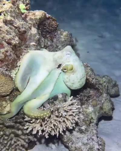 🔥Octopus shows off its incredible camouflage