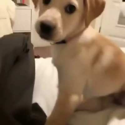 What da dog doin