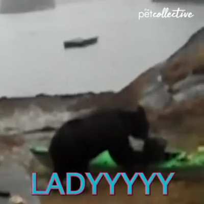 Bear