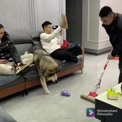Good boi