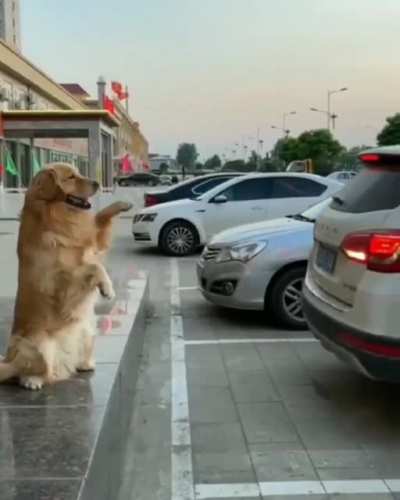 Barking sensor