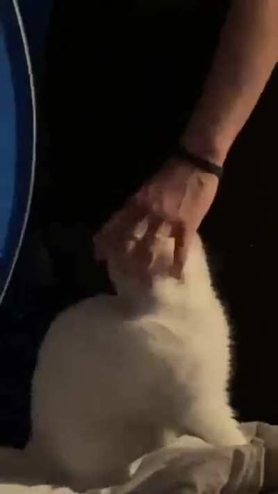 this is my cat