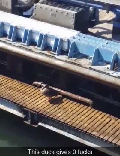 Well, he don't give a duck