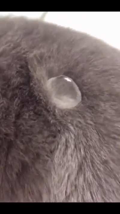 Today I Discovered That Cats Are Waterproof!