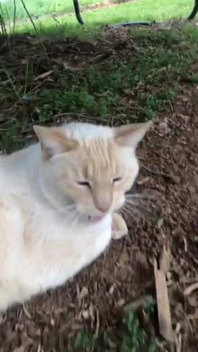 i made this video of my cat and i think it’s pretty funny