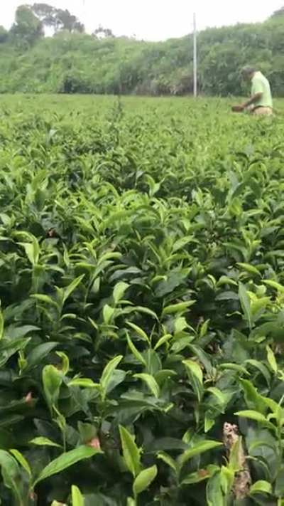Picking green tea in Kakegawa, Japan