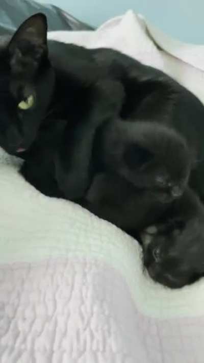 “Y u do this mom”
