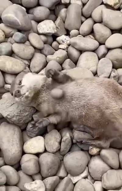 Otters juggle rocks more when they are hungry. In captivity, the increase in rock juggling occurs when feeding time draws close — suggesting that it could indicate excitement for food.