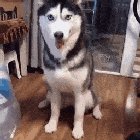 Husky is still learning how to 