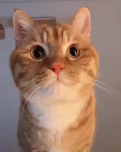 That Meow 😻