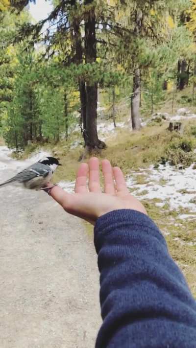 Coal Tits