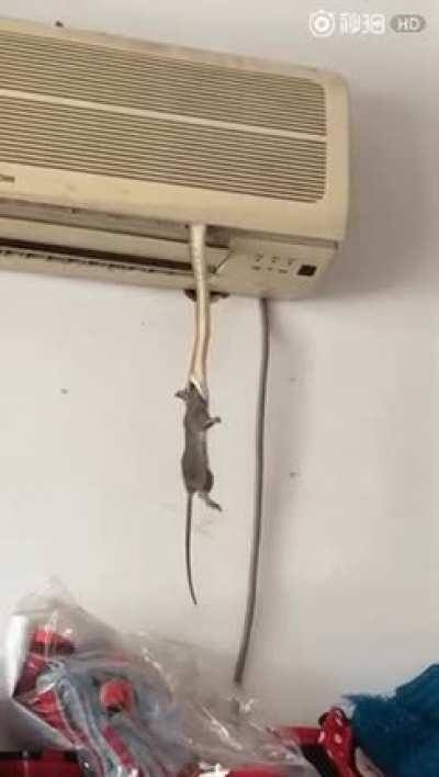 AC doubles as rat trap