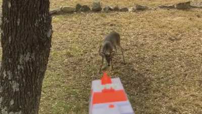 Man shoots deer in his front yard multiple times with handgun. *NSFW*
