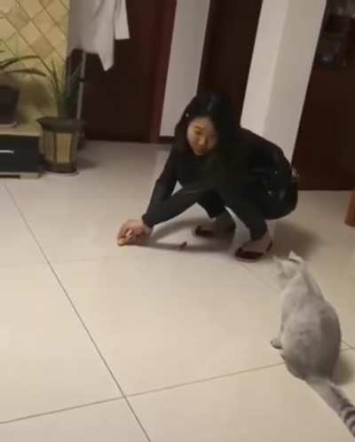 Cat chases a toy