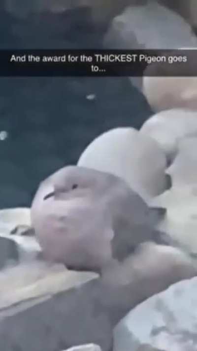 Pigeon, The Rock
