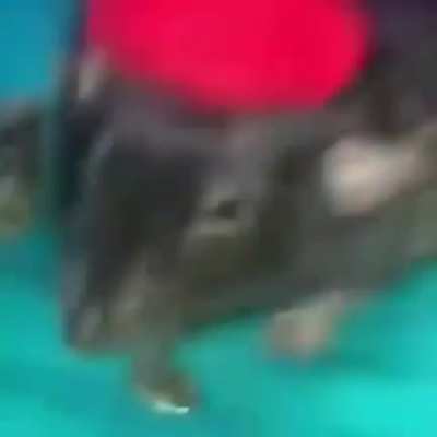Hola
