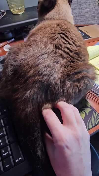 We do this all day - notice he refuses to look at me