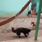 Tiro de rata